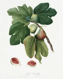 Pin by Marina S on hortus conclusus Ficus, Fig, Botanical