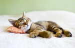 🐱 Сколько часов в день спит кошка и что означает её поза для