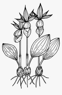 Calypso Orchid Clip Arts - Orchid Small Plant Clipart Black 