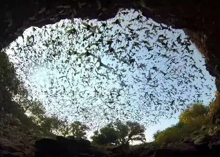 Watch an amazing bat exodus at Bracken Cave (VIDEO).