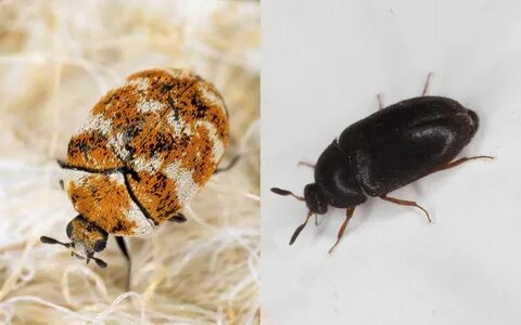 Black Furniture Carpet Beetle