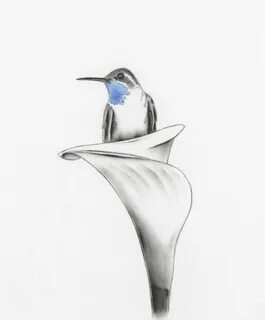 Calla lily tattoos, Hummingbird drawing, Watercolor hummingb