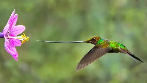 Мечеклювый колибри: Вся жизнь на энергетиках Обои с птицами,