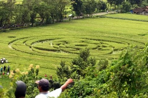 Crop circle that appeared in Sleman, Indonesia (3x videos) W