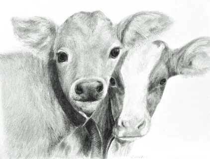 Calves Drawing by Meagan Visser Pixels