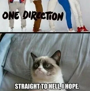 Watch the Prodigious Funny as Hell Cat Photo Memes - Hilario