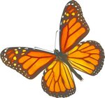 Nature Centers - Monarch Butterfly White Background - (5274x