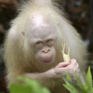 Foundation seeks special reserve for Alba the albino orangut