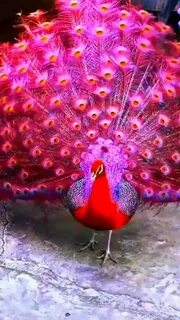 This Red Peacock is extremely beautiful! #video #beautiful #