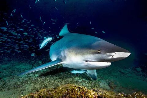 Водятся ли акулы в чёрном море: нужно ли опасаться акул на курортах краснод...
