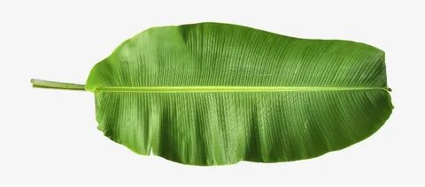 Harmony & Nature - Banana Leaf Png Hd - 960x303 PNG Download