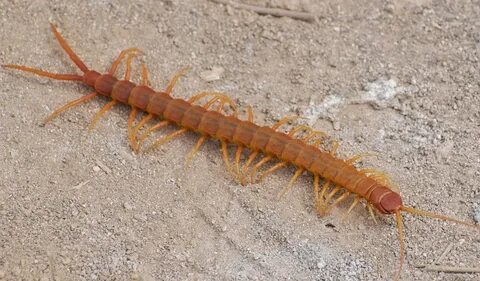 Centipedes - Key Facts, Information & Pictures