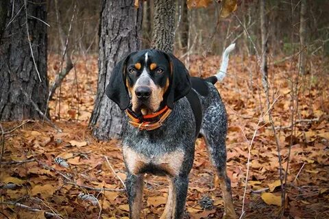 Bluetick Bloodhound Related Keywords & Suggestions - Bluetic