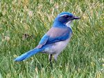 1640x2360px free download HD wallpaper: bluebird on grass, A