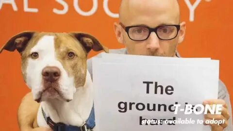 Moby - Almost Home (Best Friends Animal Society Lyric Video)