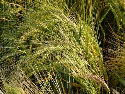 Free Images : nature, plant, wheat, crop, agriculture, spike