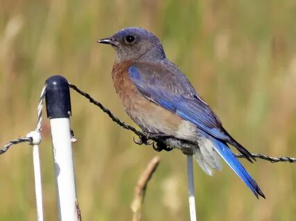 Paper Paper & Party Supplies Western bluebird Card card