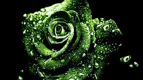 Green Rose Wallpaper (48+ images)