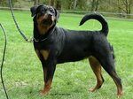 Long Haired Rottweiler With Tail - Inspiration Guide