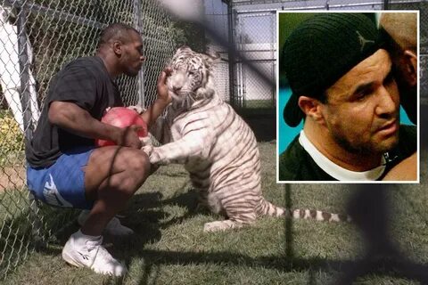 Mike Tyson once locked his trainer in a cage with his tiger.