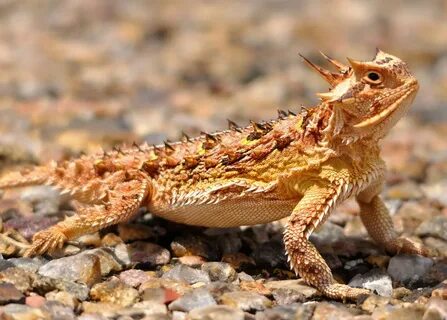 Southern Desert Horned Lizard (Phrynosoma platyrhinos calidi