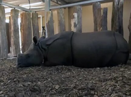 Male Rhino Has 2 Older GFs To Teach Him How To Have Sex - Vi