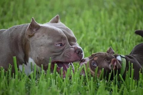 CHOCOLATE TRI COLOR POCKET BULLY- INTRODUCING American bully