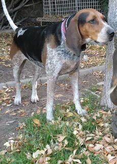 treeing walker coonhound bluetick coonhound mix Online Shopp