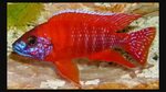 aulonocara german red Cichlid aquarium, African cichlids, Ci