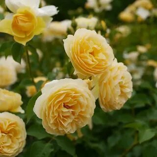 Hoa hồng Graham Thomas rose màu vàng tươi - Cua Gạo Garden -
