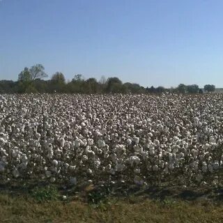 Cotton Gin Festival (сейчас закрыто) - Bostwick, GA