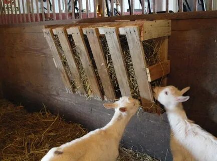 Ohio Thoughts: Easy Hay Feeder Goats, Goat playground, Goat 