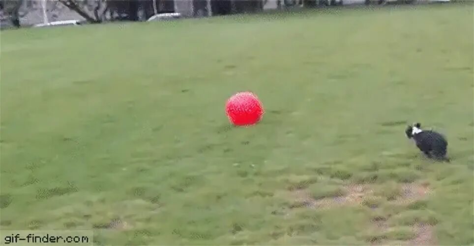 Dog Bounces Off Ball GIF Gfycat
