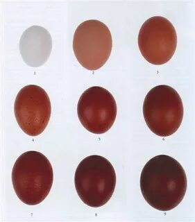 egg color chart - Fomo