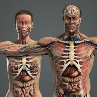 male female anatomy body 3d model Female anatomy, Human body