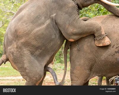 Elephant Cocks.