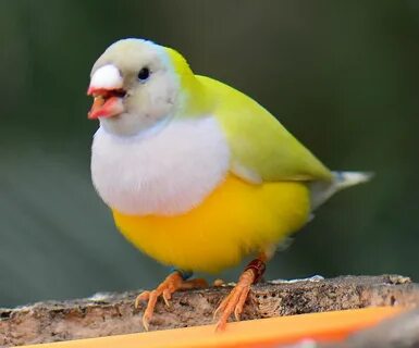Gouldian Finch Birds Pictures