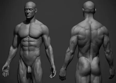 Male Anatomy Of The Body : 3d Human Male Anatomy Body Muscle