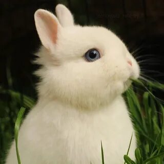 Followers on my bunny Instagram said that I should try posti