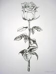 A white rose on long stem by kellyjones00 Rose sketch, White