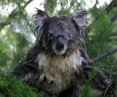 Wet Koala 3 Oz_drdolittle Flickr
