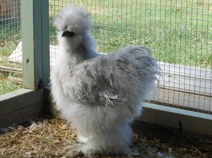 Images Of Silkie Chickens - Goo To Play