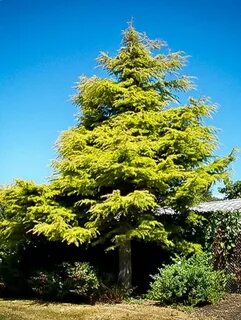 Weeping Blue Atlas Cedar Weeping blue atlas cedar, Specimen 