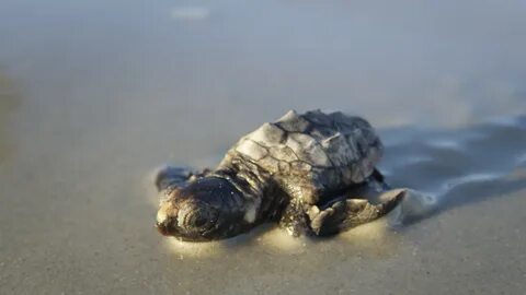 Baby Sea Turtle Wallpaper (55+ images)