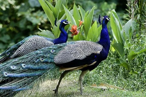 Man arrested on suspicion of killing peacocks