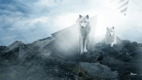 wolves High Quality Wallpapers,High Definition Wallpapers