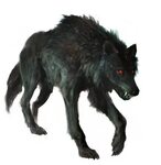Dire Wolf Dnd 5e All in one Photos