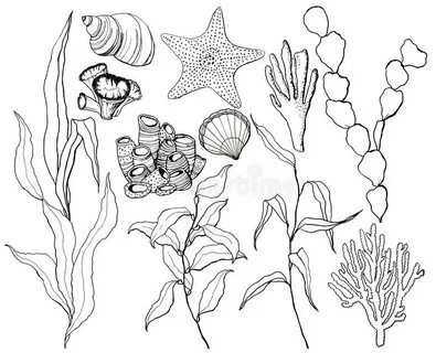 Line Art Underwater Set with Starfish, Shells and Coral Reef