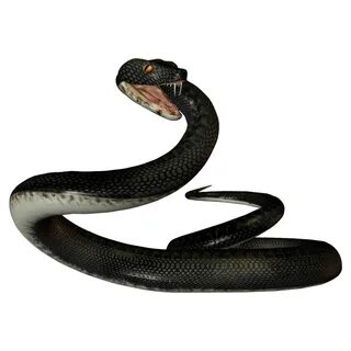 Black Mamba Png Images HD PNG All