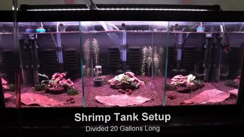 Caridina Shrimp Tank Setup Divided 20 Gallons - YouTube